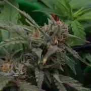 Big Maristuff ,very first grow