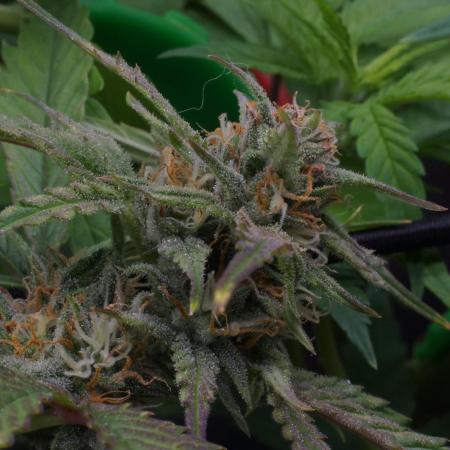 Big Maristuff ,very first grow