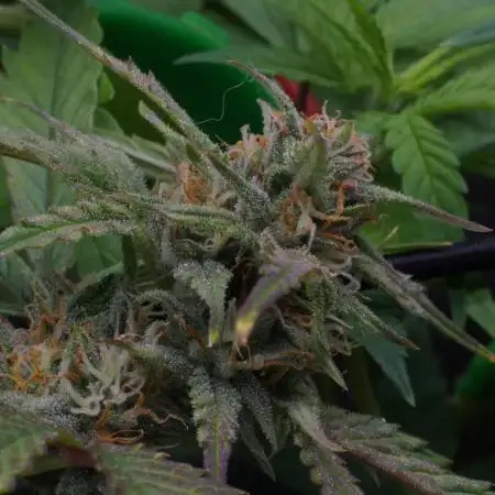 Big Maristuff ,very first grow