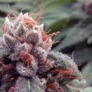 Big Maristuff ,very first grow
