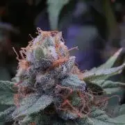 Big Maristuff ,very first grow