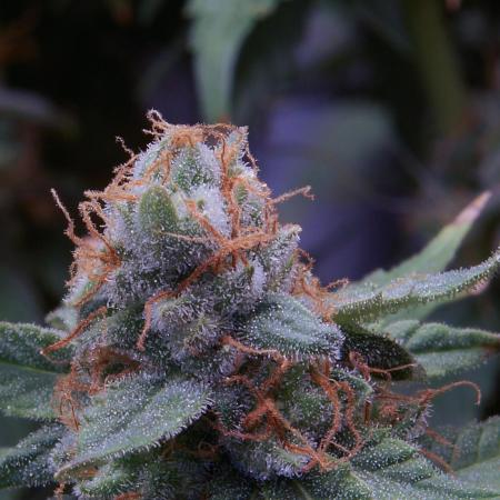 Big Maristuff ,very first grow