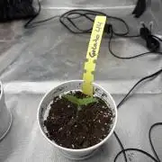 First Diaries Grow