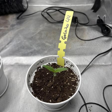 First Diaries Grow