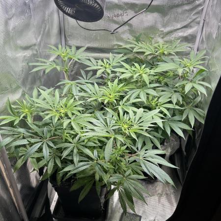 Orange buds 2.0