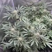 Orange buds 2.0