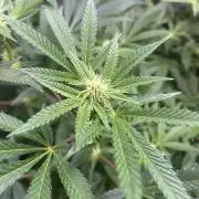 Orange buds 2.0