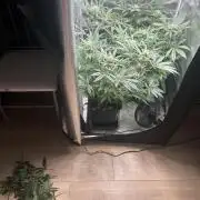 Orange buds 2.0