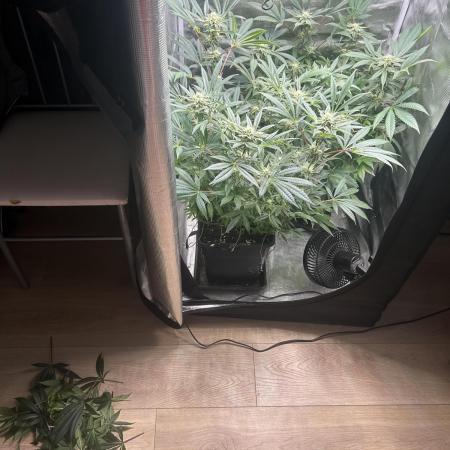 Orange buds 2.0