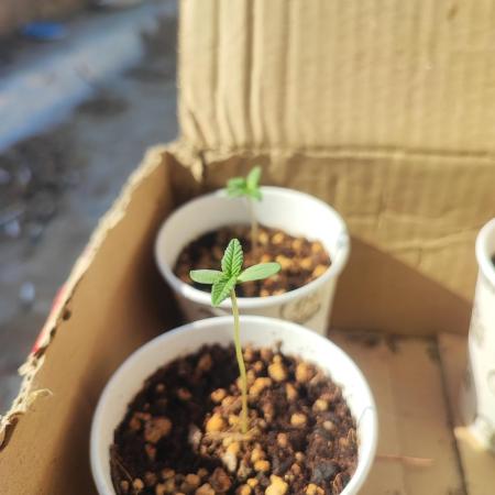 Golden kush