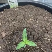 G4.2.26 - GHSC Skywalker
