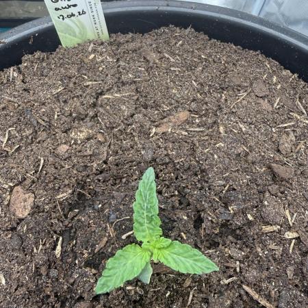 G4.2.26 - GHSC Skywalker