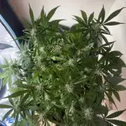 G2.1.26
