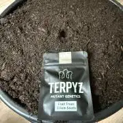 G3.2.26 - TerpyZ Fruit Trees