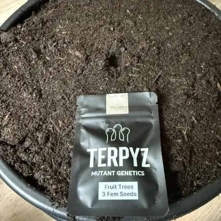 G3.2.26 - TerpyZ Fruit Trees