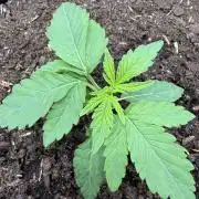 G4.2.26 - GHSC Skywalker