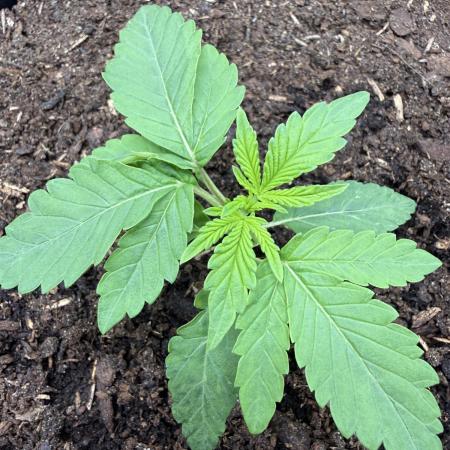 G4.2.26 - GHSC Skywalker