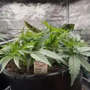 G4.2.26 - GHSC Skywalker