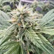 G4.2.26 - GHSC Skywalker