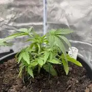 G4.2.26 - GHSC Skywalker