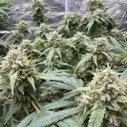 G4.2.26 - GHSC Skywalker