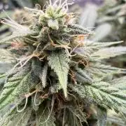 G4.2.26 - GHSC Skywalker