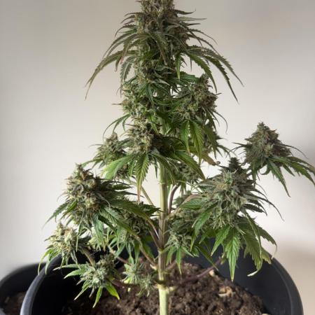 Grow 1 Q1 2026