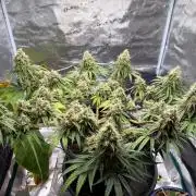 G3.2.26 - TerpyZ Fruit Trees