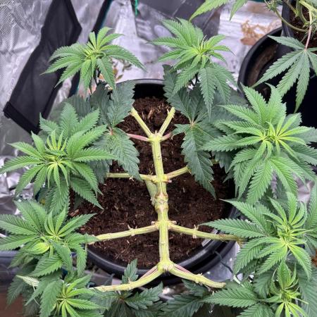 G3.2.26 - TerpyZ Fruit Trees