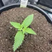 G3.2.26 - TerpyZ Fruit Trees