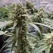 G4.2.26 - GHSC Skywalker