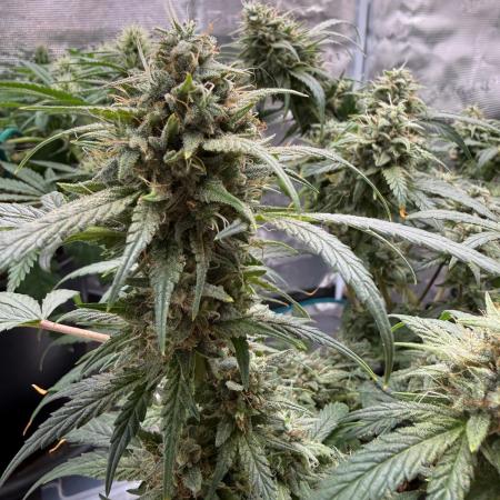 G4.2.26 - GHSC Skywalker