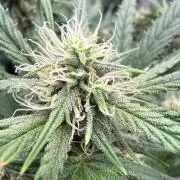 G4.2.26 - GHSC Skywalker