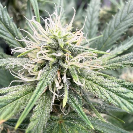 G4.2.26 - GHSC Skywalker