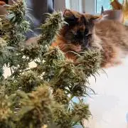 G4.2.26 - GHSC Skywalker