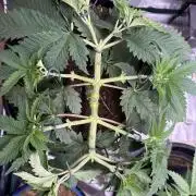G3.2.26 - TerpyZ Fruit Trees