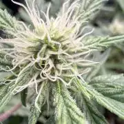 G4.2.26 - GHSC Skywalker