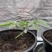 G3.2.26 - TerpyZ Fruit Trees