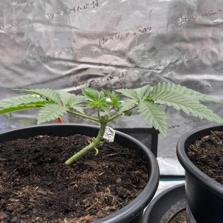 G3.2.26 - TerpyZ Fruit Trees