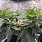 G3.2.26 - TerpyZ Fruit Trees