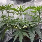 G3.2.26 - TerpyZ Fruit Trees