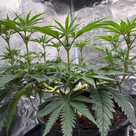 G3.2.26 - TerpyZ Fruit Trees