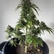 Grow 1 Q1 2026