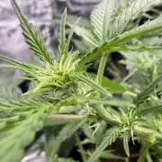 G4.2.26 - GHSC Skywalker