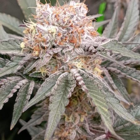Druhá lampa