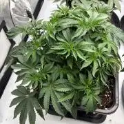 WIZARD TREE - Free Seed