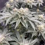 WIZARD TREE - Free Seed