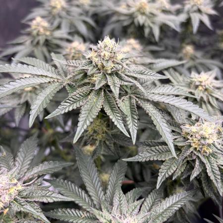 WIZARD TREE - Free Seed