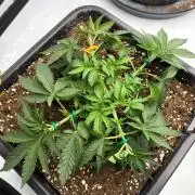 WIZARD TREE - Free Seed