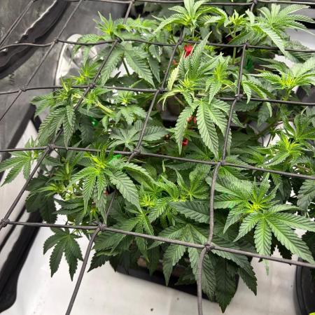 WIZARD TREE - Free Seed